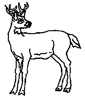 coloriage jeune cerf